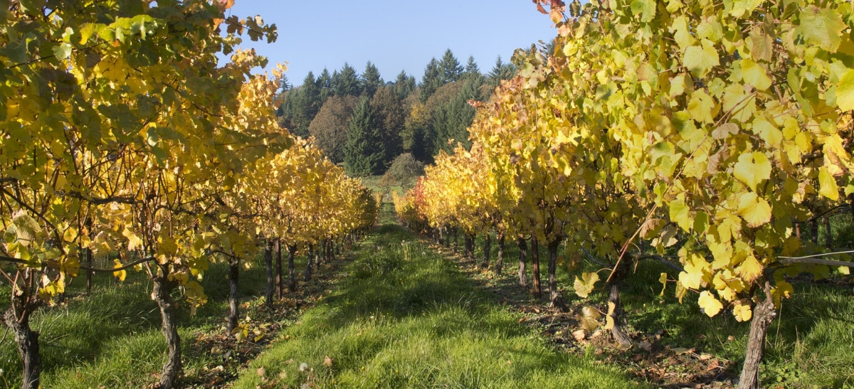 Photo for: Oregon Wine Regions