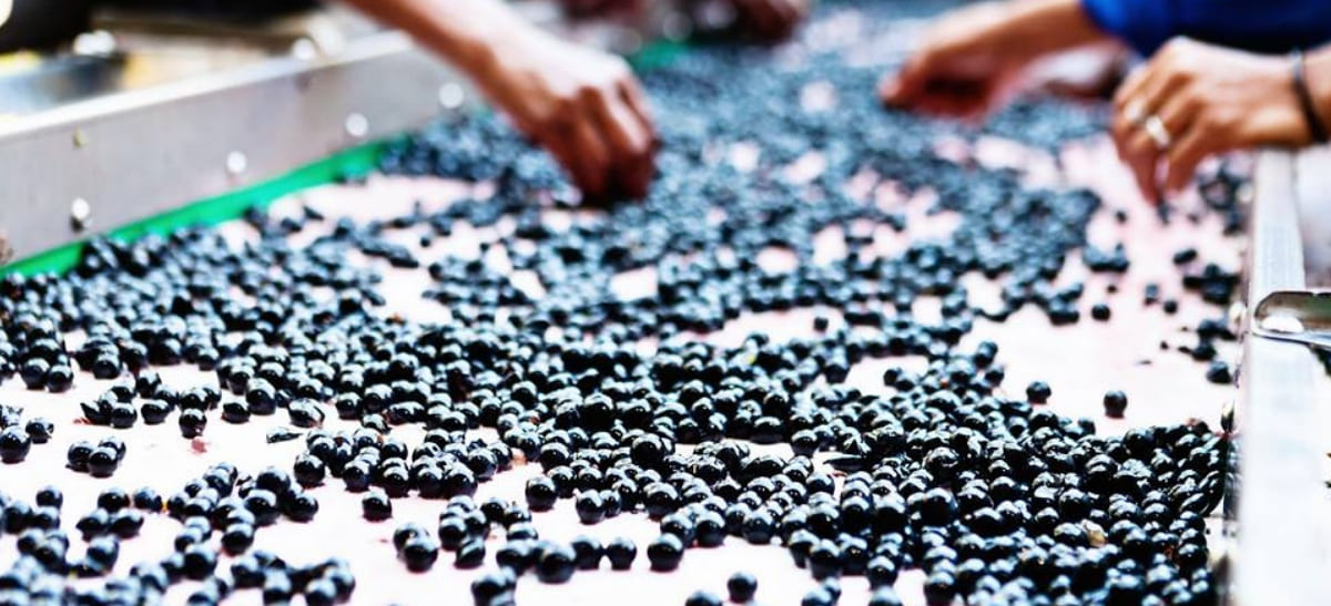 Photo for: Wine for the World: Sourcing Delicious Wines from Emerging Regions