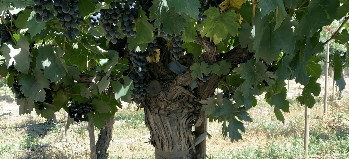 Photo for: Argentina’s Old Vines: A Market Advantage Rooted in Purity
