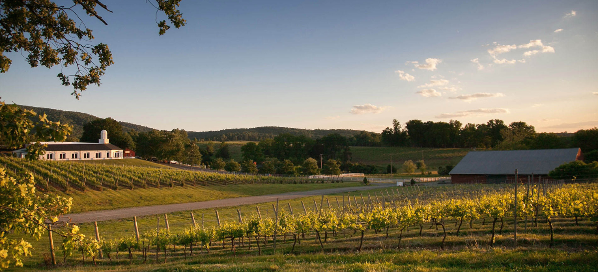 Photo for: Emerging Industry Stars: Exploring the Hidden US Wine Regions