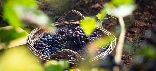 Photo for: Tenuta Manoylo Sets a Modern Standard for Family Winemaking in Italy