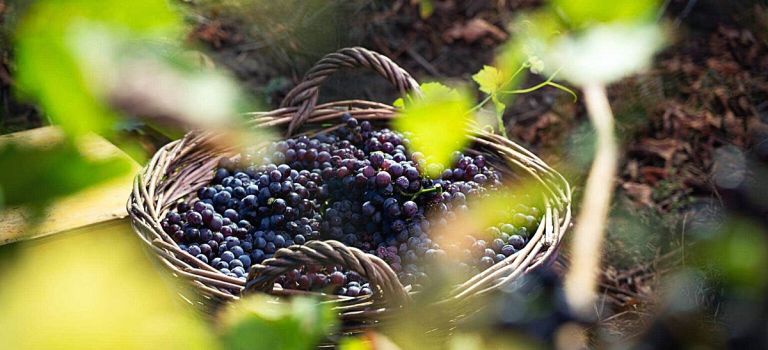 Photo for: Tenuta Manoylo Sets a Modern Standard for Family Winemaking in Italy