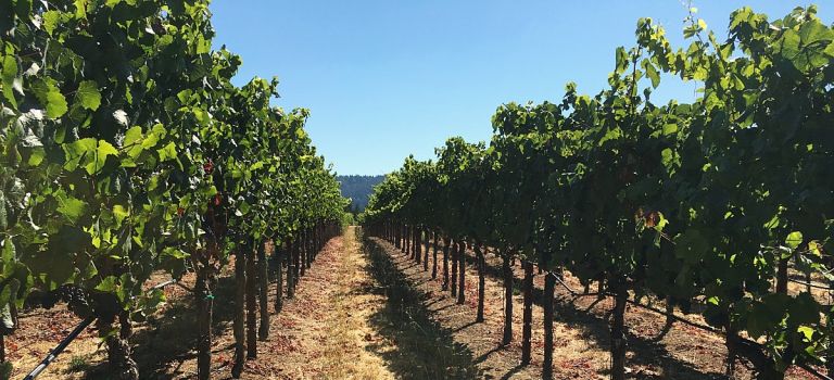 Photo for: Terragena Aligns with the 58% of Young U.S. Wine Consumers Seeking Sustainable and Authentic Brands