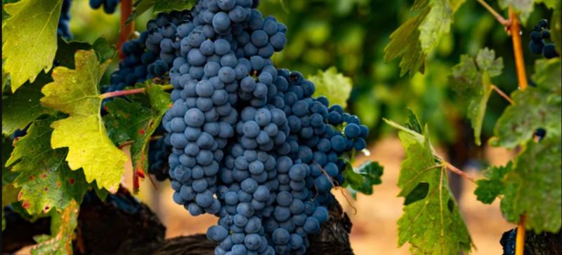 Photo for: Exploring the Richness of Tempranillo: Spain’s Gift to the Wine World