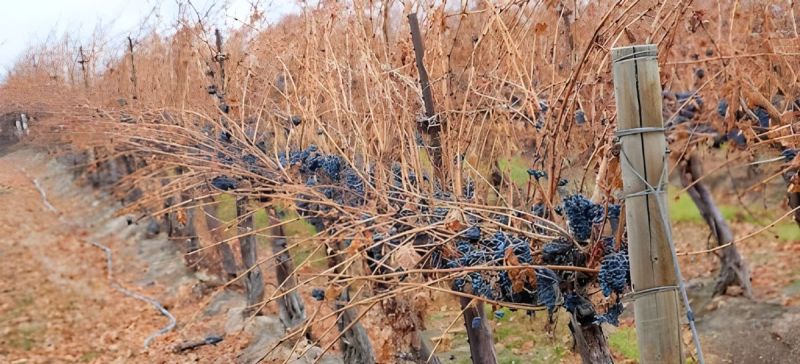 Photo for: The Washington State Wine Industry Enters 2024 Facing Challenges and Opportunities