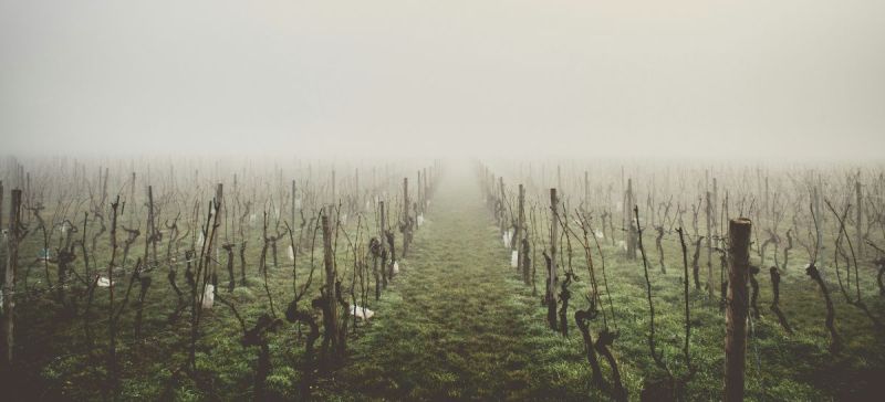 Photo for: Dreads of Climate Change and Emerging Terroirs in traditional wine regions