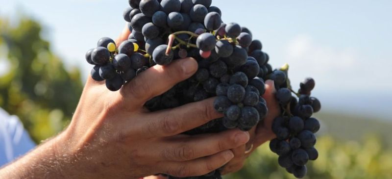 Photo for: Natural Wine Movement - Bringing You Closer To Nature Through Wines