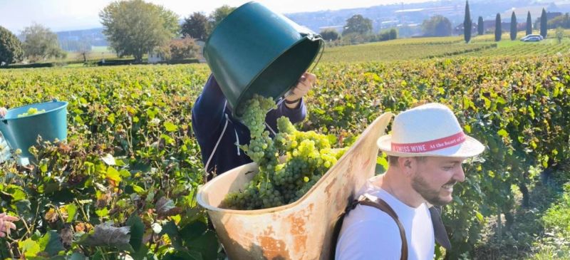 Photo for: Swiss Wine Industry in Transformation: Challenges and Opportunities Ahead