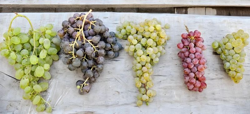 Photo for: The Rise Of Regional Grape Varieties And Their Impact On The Wine World
