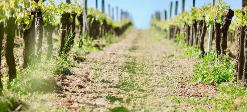 Photo for: Soil Types That Matter For Grape Growing