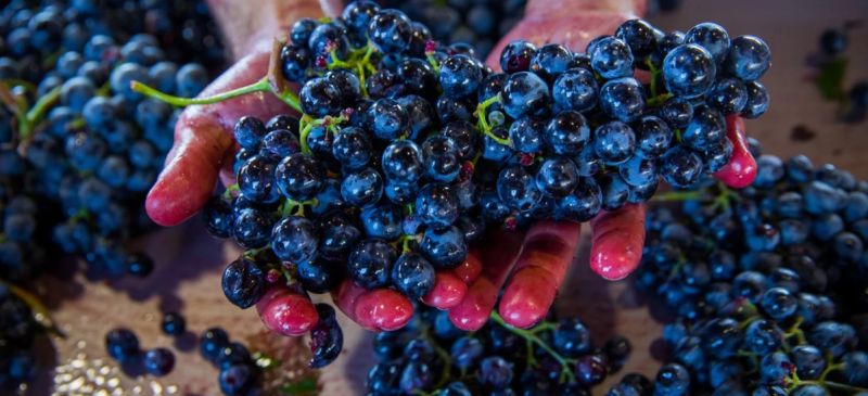 Photo for: The Rise of Indigenous Grapes: Why Native Varieties Are Reshaping the Wine World