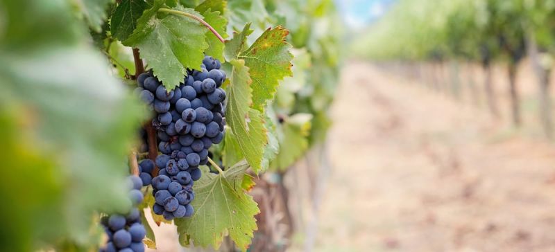 Photo for: Discovering Uncommon Grape Varietals