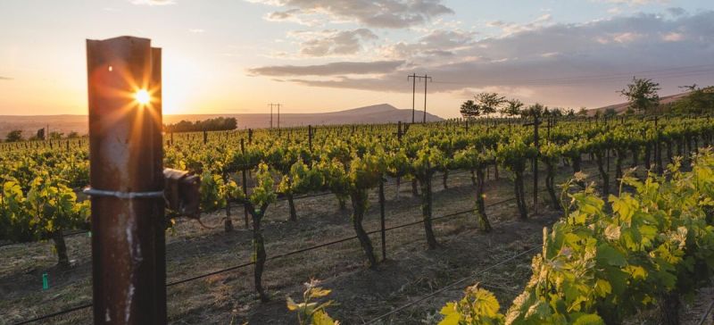 Photo for: What’s it like to win big at the Sommeliers Choice Awards? Sarah Hedges Geodhart knows