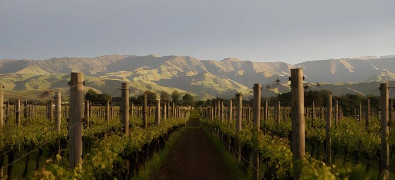 Photo for: New Zealand Wine: A Dynamic Trade Organization in a Dynamic Wine-Producing Nation