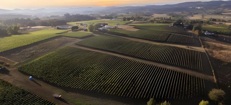 Photo for: Wine Trade Association Profile: The Current State of “Oregon Wine”