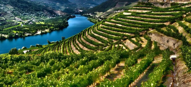 Photo for: ViniPortugal and the Strong Advance of Portuguese Wines: An Interview with Maria João Menezes