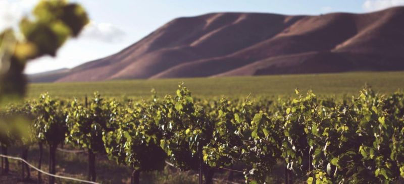 Photo for: Burgundy and Bordeaux Wines Vie for the Top Spot in US Wine Scene