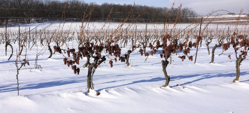 Photo for: All You Need To Know About Ice Wine and Its Unique Facts
