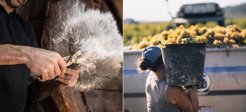 Photo for: Cava sales on the rise as CRB celebrates its strategic plan