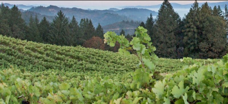 Photo for: Sustainable Wine Practices in Napa Valley: A Look at Leading Brands