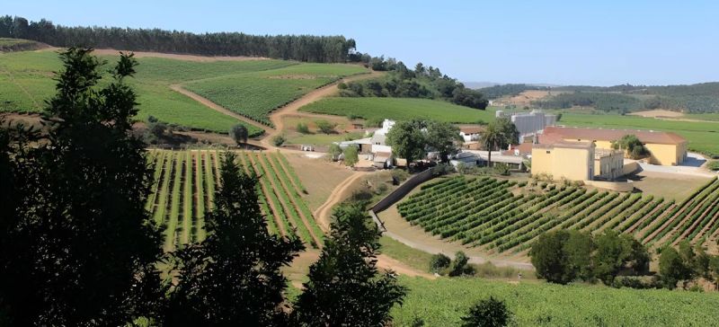 Photo for: Vineyard Chronicles: Parras Wines' Legacy of Tradition and Innovation