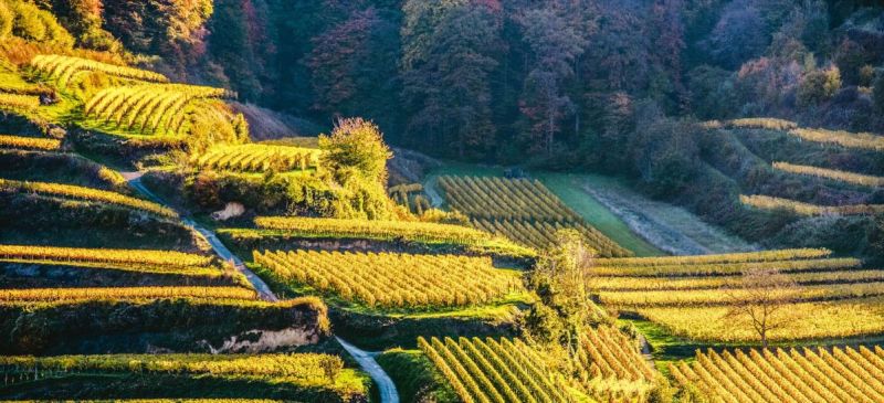 Photo for: Germany Steals the Show for Best Wine: So Say the Sommeliers