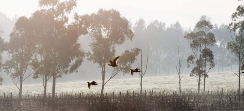 Photo for: Australian Rose Gets The Best Rosé To Drink By The Glass By Top Sommeliers