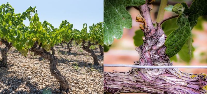 Photo for: The Interest in Wine from Ungrafted Vines: Risks and Rewards for Wine Producers