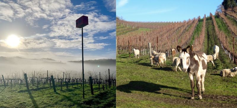 Photo for: What is Regenerative Viticulture, Is it Important, and What Does it Mean for On-premise Sales?