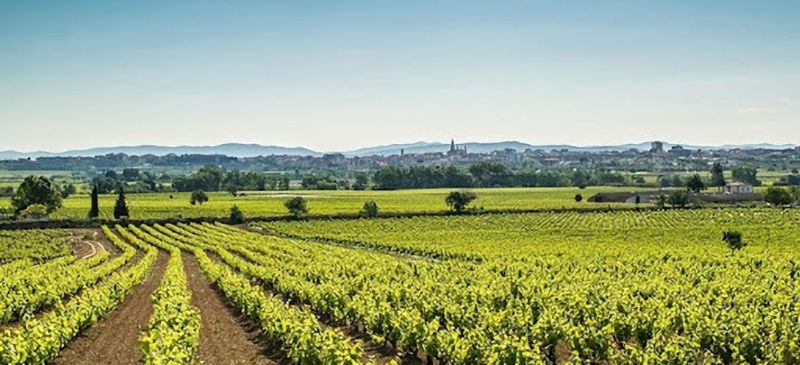 Photo for: Spain’s Rapidly Transforming Sparkling Wine Scene