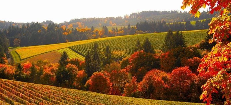 Photo for: America’s Wine Regions: Oregon