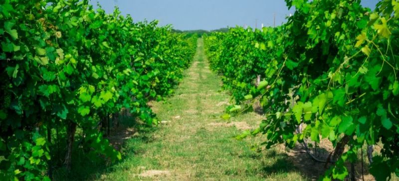 Photo for: America’s Wine Regions: Texas High Plains
