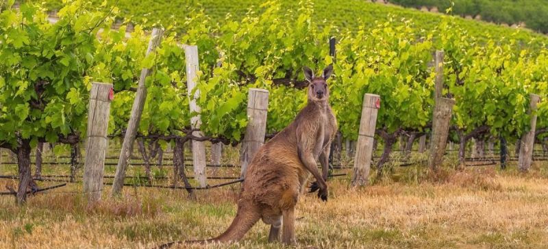 Photo for: The Diversity of Australian Terroirs Recognized by SCA Award Winners