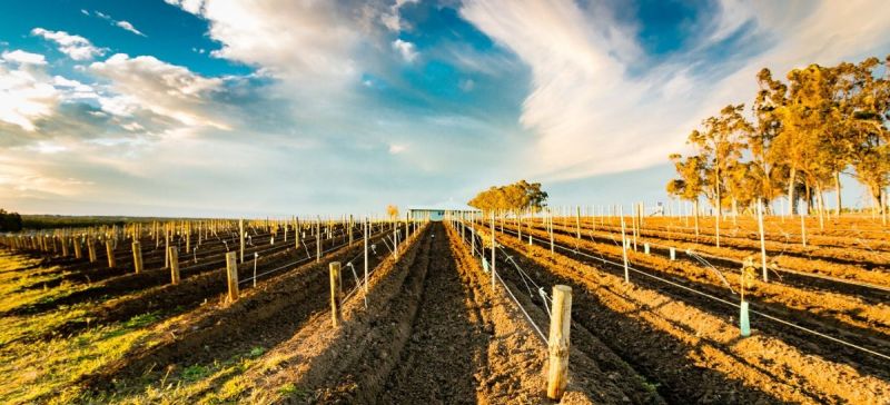 Photo for: Focus on: Australian Wine