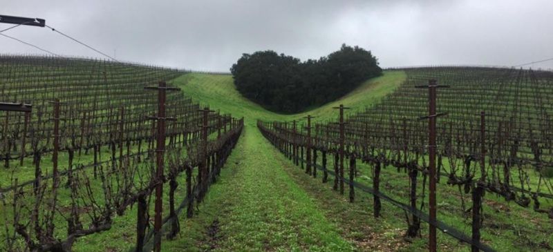 Photo for: Niner Wine Estate - A Heart Hill Vineyard