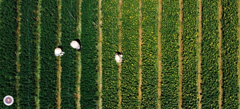 Photo for: California: Harvest Update 2021