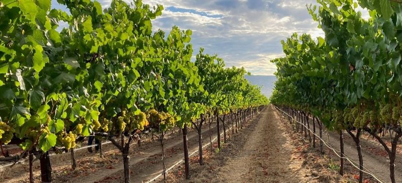 Photo for: Trefethen Family Vineyards