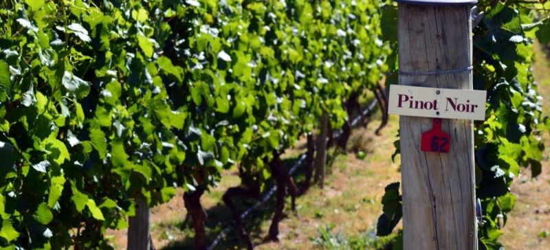 Photo for: Pacific Rim & Co- A Family of Wines Born In The Pacific Northwest