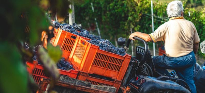 Photo for: How Winemakers Maintain Consistency Year after Year: A Guide for Sommeliers and Bartenders