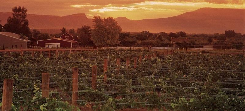 Photo for: Spotlight: Emerging Wine Regions