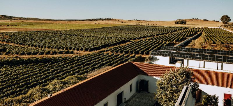 Photo for: The Rise of Wine Tourism: How Wineries Are Captivating a New Generation of Travellers