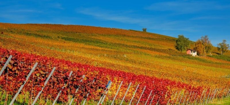 Photo for: The New Emergence: Upcoming Wine Regions in the USA