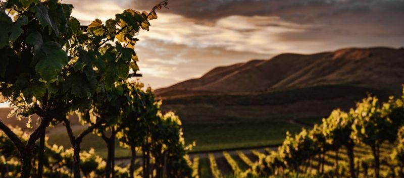 Photo for: Emerging wine regions around the world due to climate change