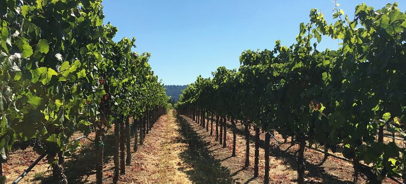 Photo for: Terragena Aligns with the 58% of Young U.S. Wine Consumers Seeking Sustainable and Authentic Brands