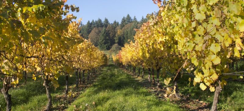 Photo for: Oregon Wine Regions