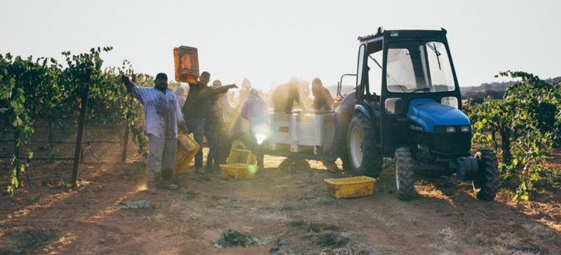 Photo for: Fresh and Modern Wines from Amador County – Andis Wines