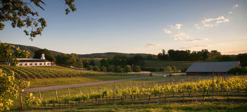 Photo for: Emerging Industry Stars: Exploring the Hidden US Wine Regions