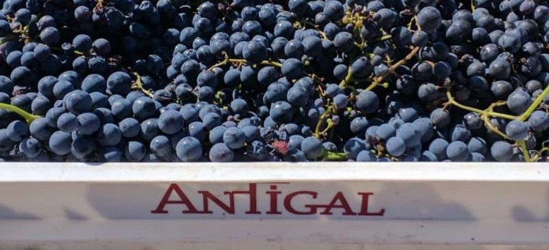 Photo for: The Resurgence of Malbec