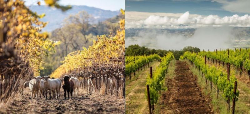 Photo for: Eco-Friendly Wine: A Vital Category For Current-Future Sales