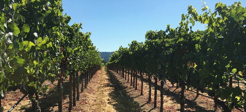 Photo for: Terragena Aligns with the 58% of Young U.S. Wine Consumers Seeking Sustainable and Authentic Brands